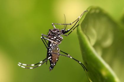 Barra Velha Mosquito  transmissor de doenas como febre amarela, dengue, zika e chikungunya Com a chegada do verão e a elevação da temperatura é comum o aumento na quantidade de insetos nas residências. Entre os...